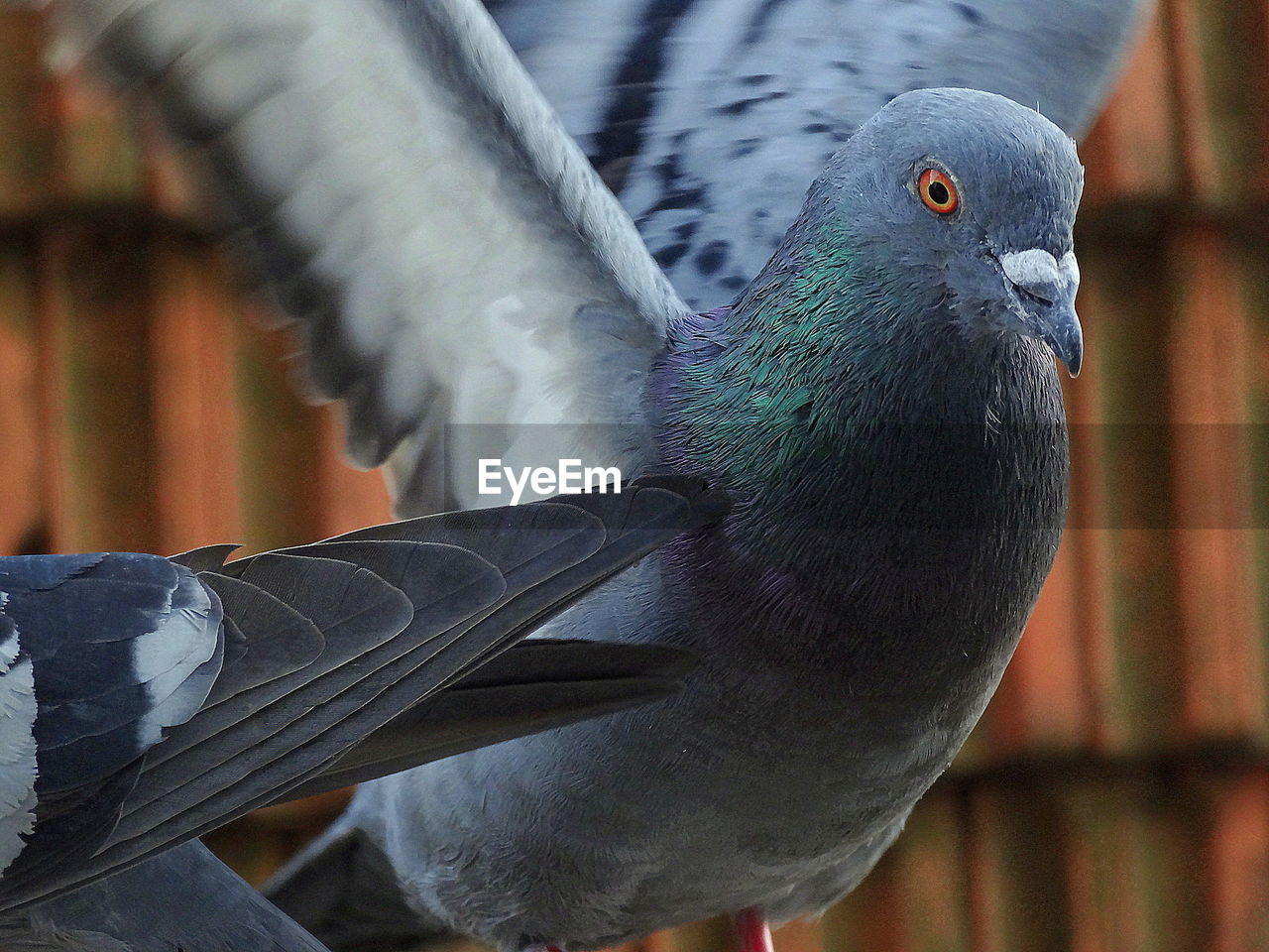 CLOSE-UP OF BIRD ON FEEDER