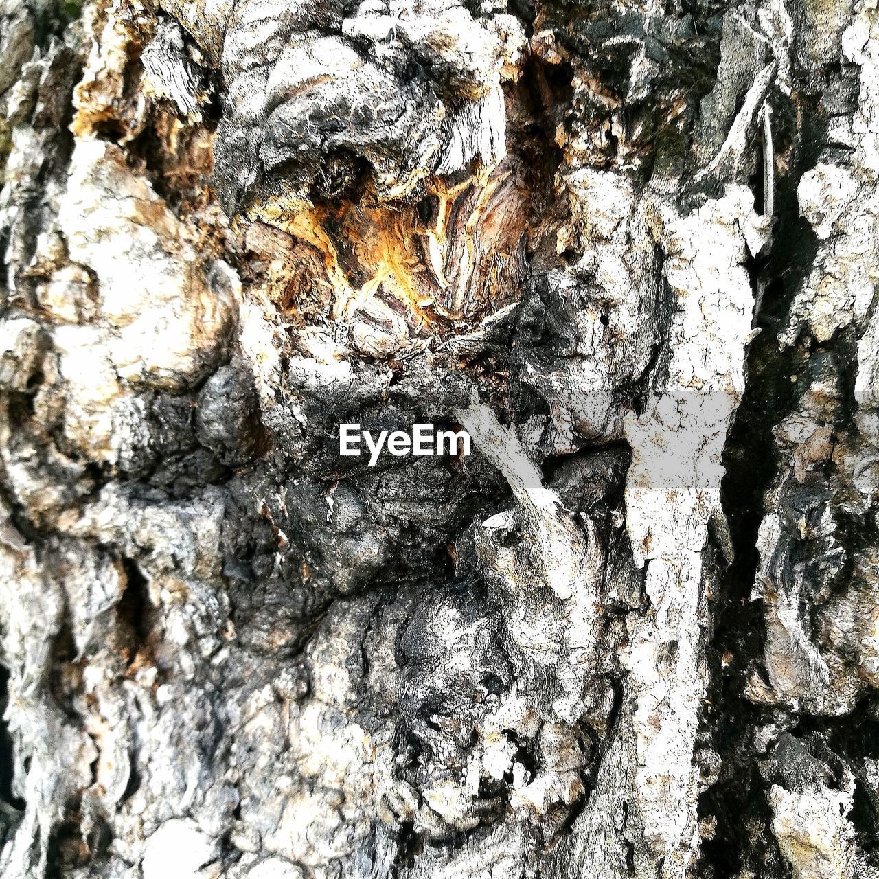 FULL FRAME SHOT OF TREE TRUNK WITH BARK