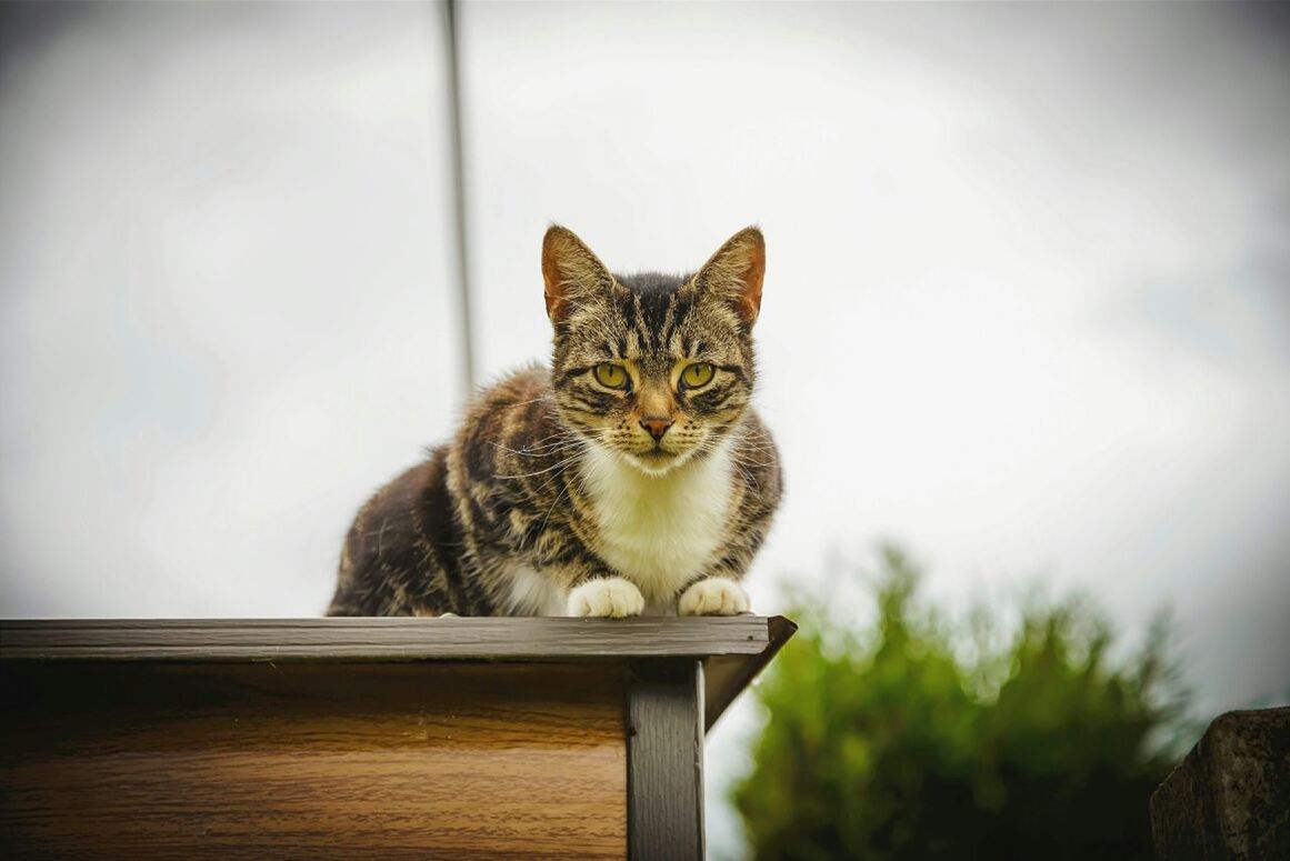 Cat on roof