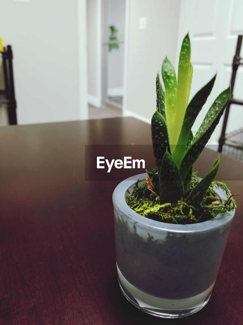 CLOSE-UP OF POTTED PLANT