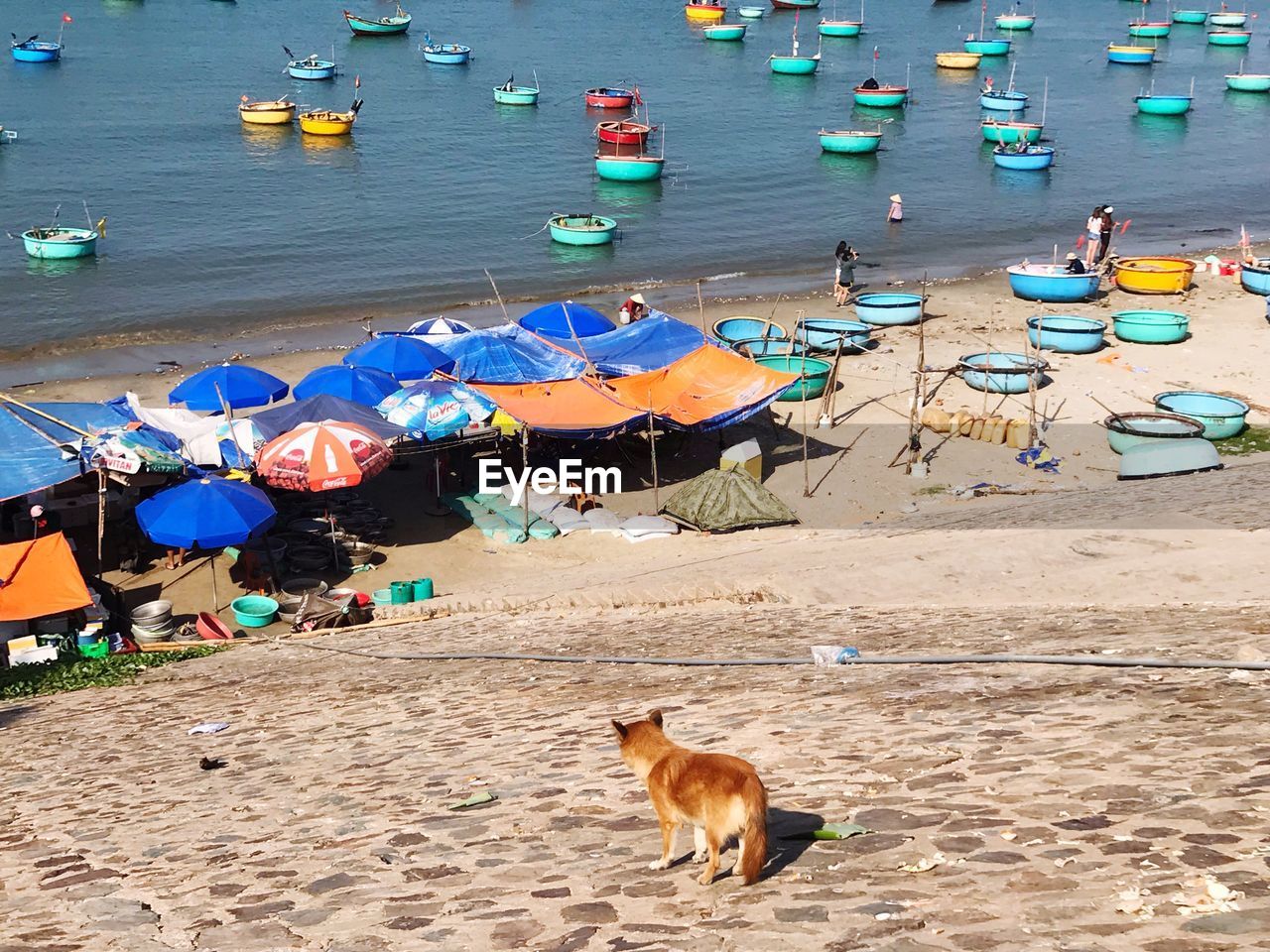 High angle view of dog on beach