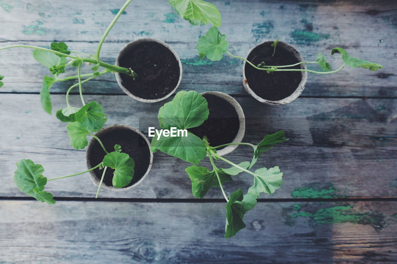 High angle view of potted plant on table