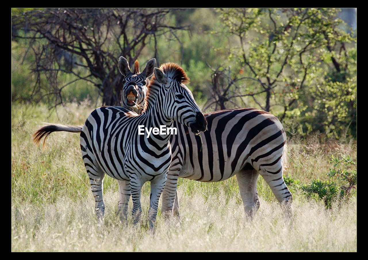 ZEBRAS STANDING ON FIELD