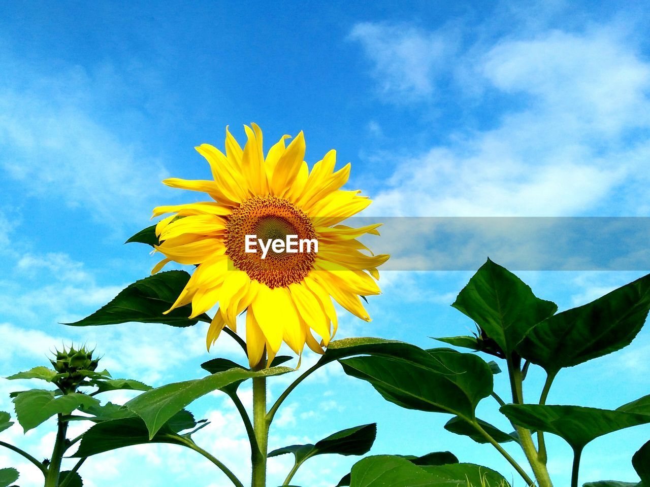 Low angle view of sunflower against sky