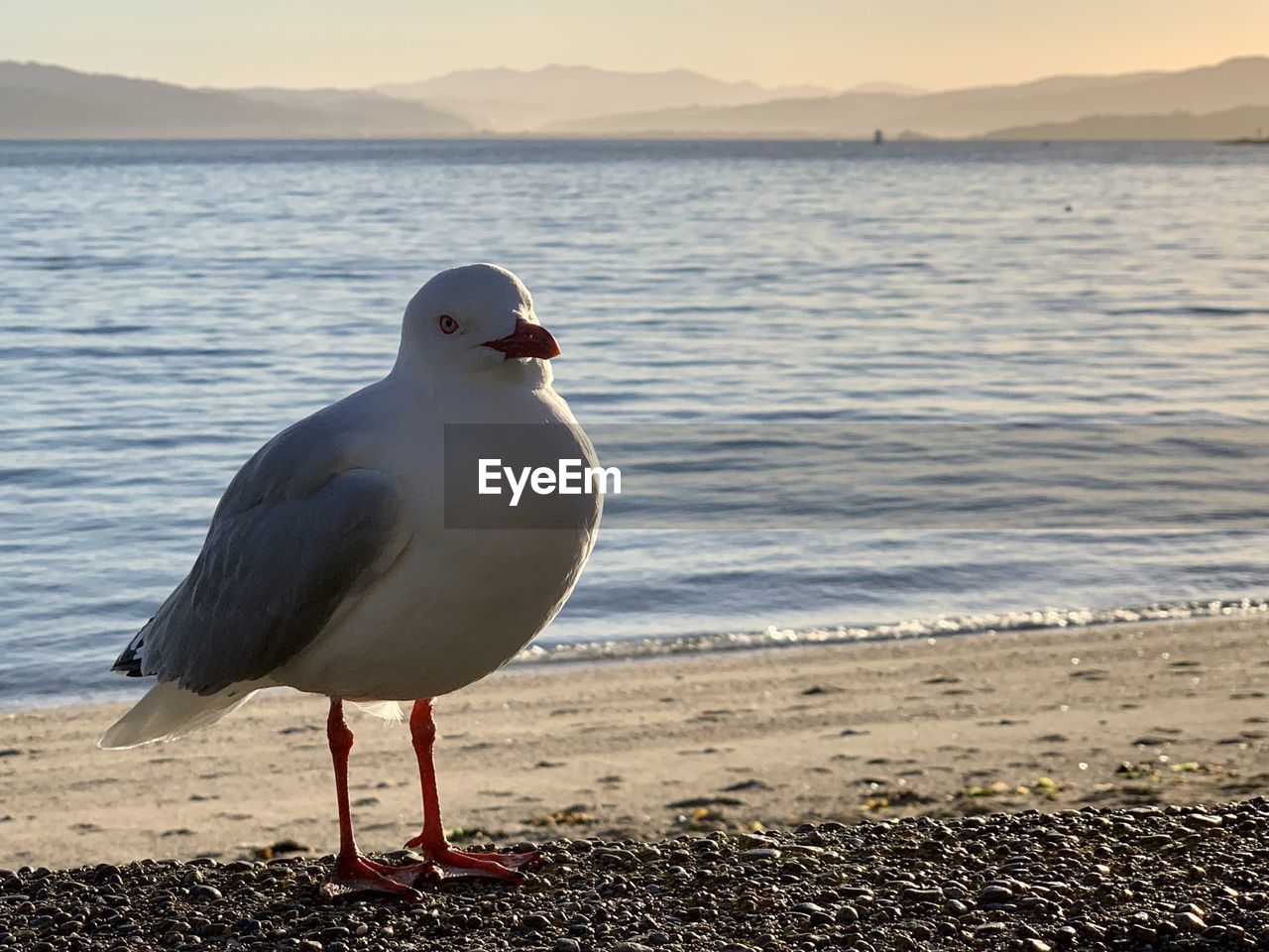 Good morning from a seagull 