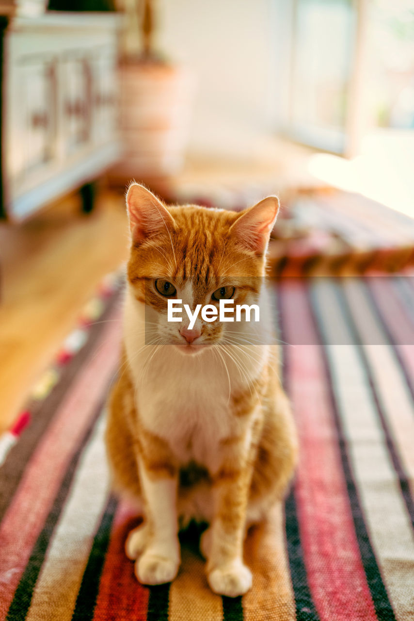 Portrait of cat sitting on carpet