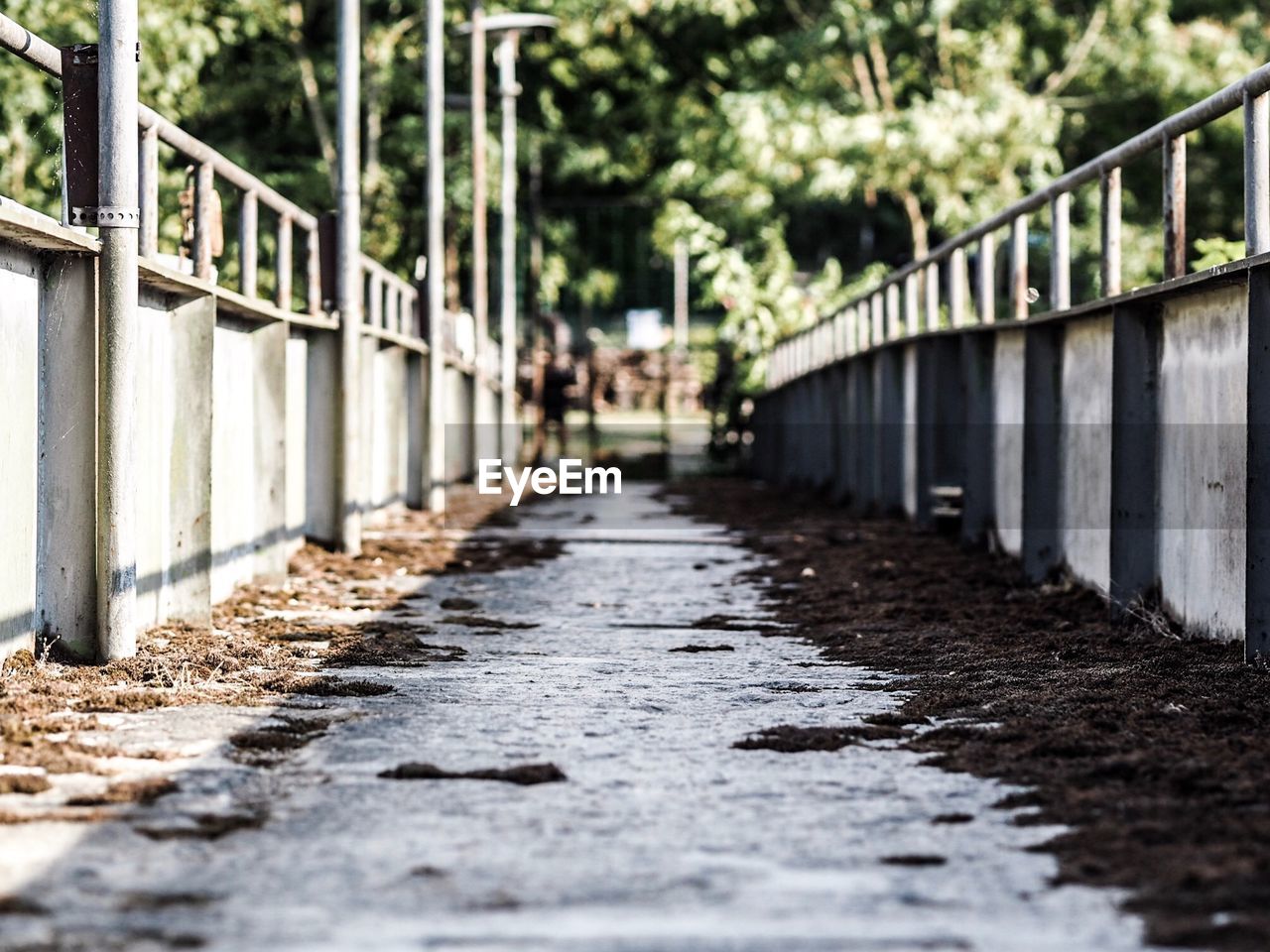 Surface level of footpath amidst trees