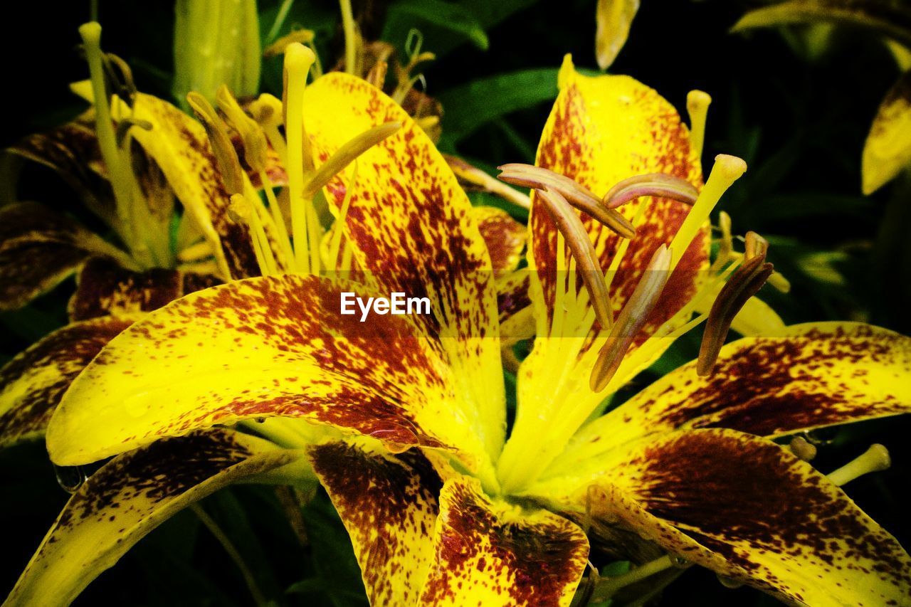 Close-up of yellow day lily flowers