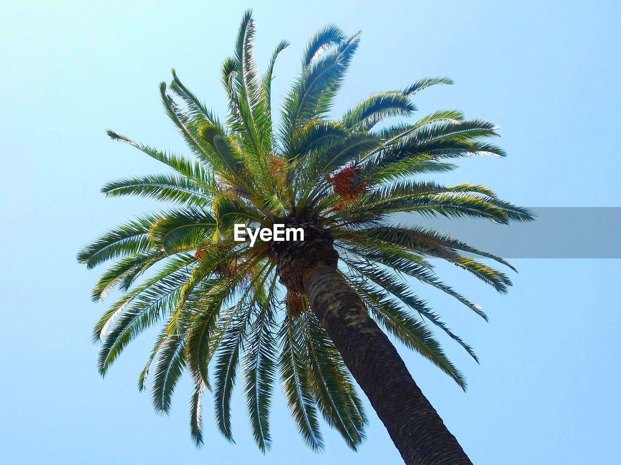 PALM TREE AGAINST CLEAR SKY