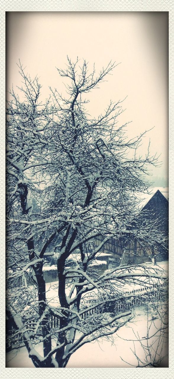 Frozen trees by house against sky during winter