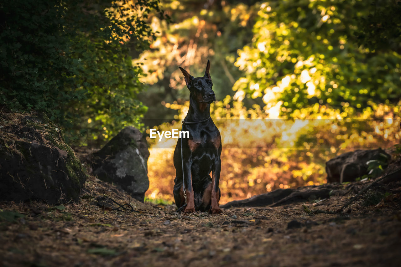 Dog standing on land