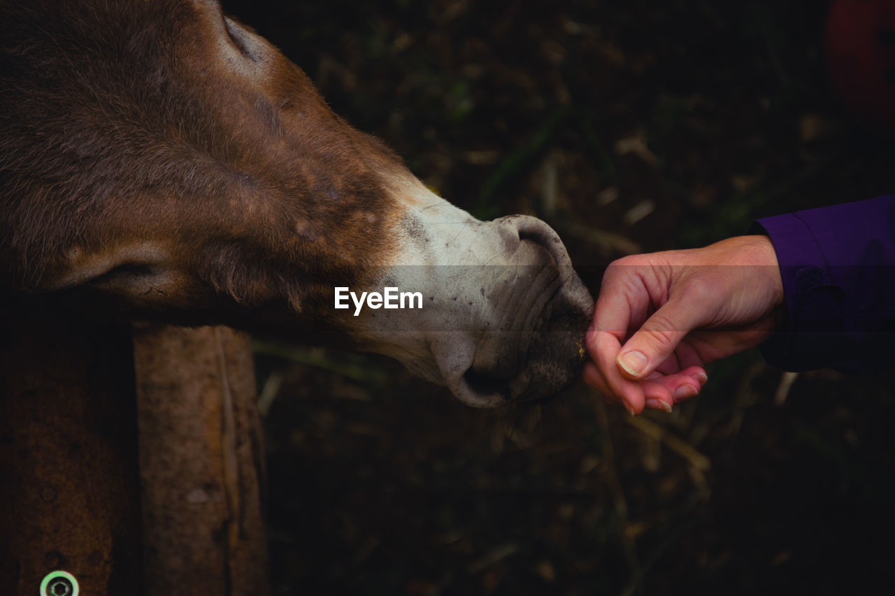 Eine hand wird beschnuppert , von einem esel - begegnung-