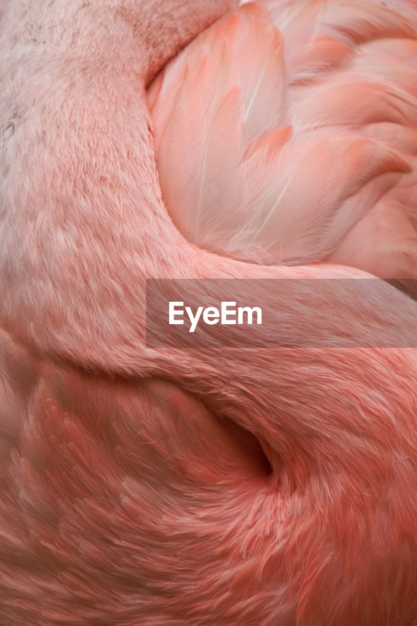 Full frame shot of flamingo