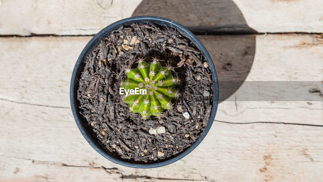 DIRECTLY ABOVE SHOT OF POTTED PLANT ON WALL