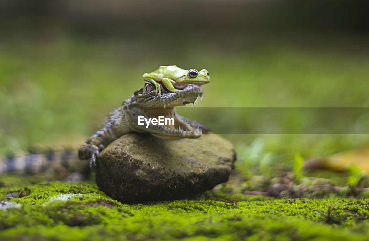 Frog on crocodile's head