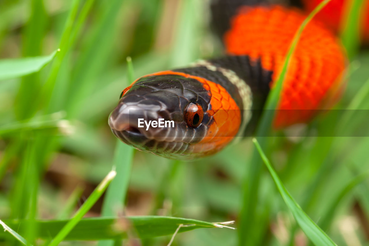 False coral snake oxyrhopus guibei