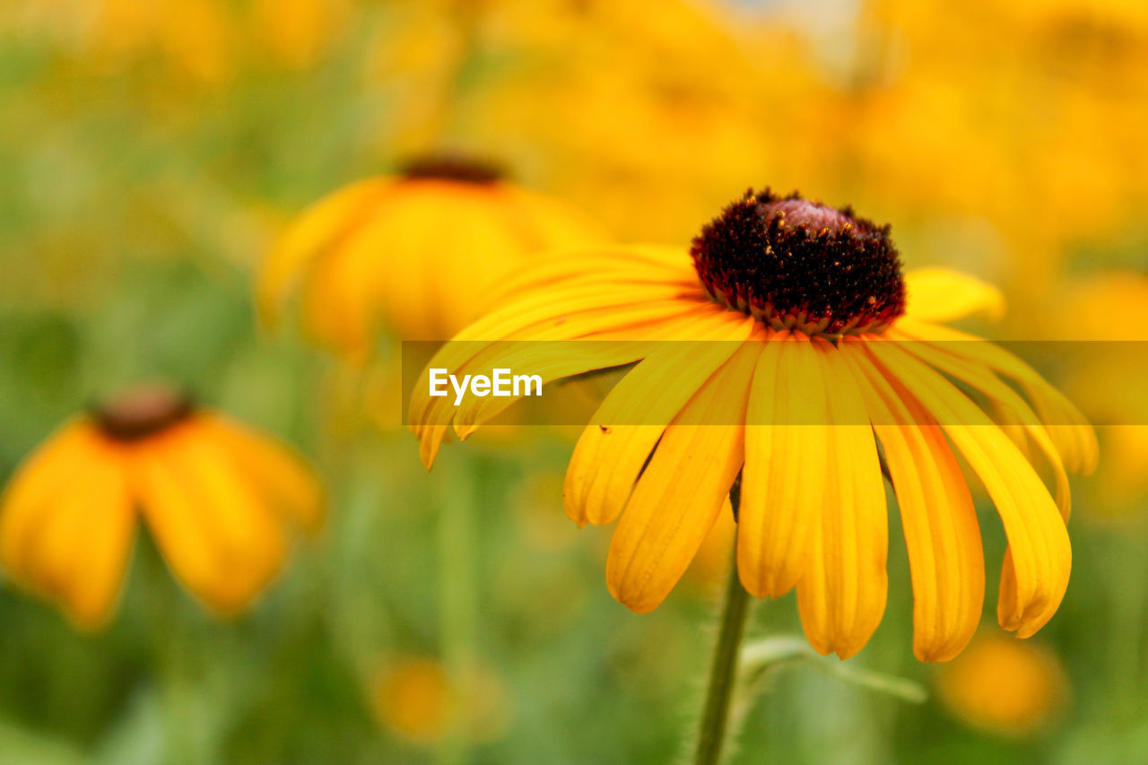 flower, flowering plant, plant, freshness, beauty in nature, yellow, flower head, close-up, growth, nature, fragility, petal, black-eyed susan, focus on foreground, inflorescence, no people, meadow, outdoors, field, prairie, pollen, macro photography, day, summer, orange color, selective focus, wildflower, botany, food