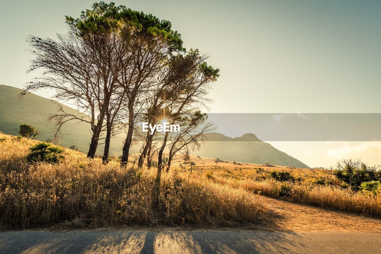 Trees with hills behind and the sun setting