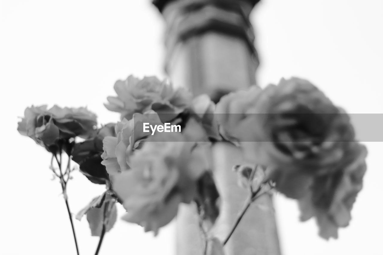 Low angle view of flowers by tower against clear sky