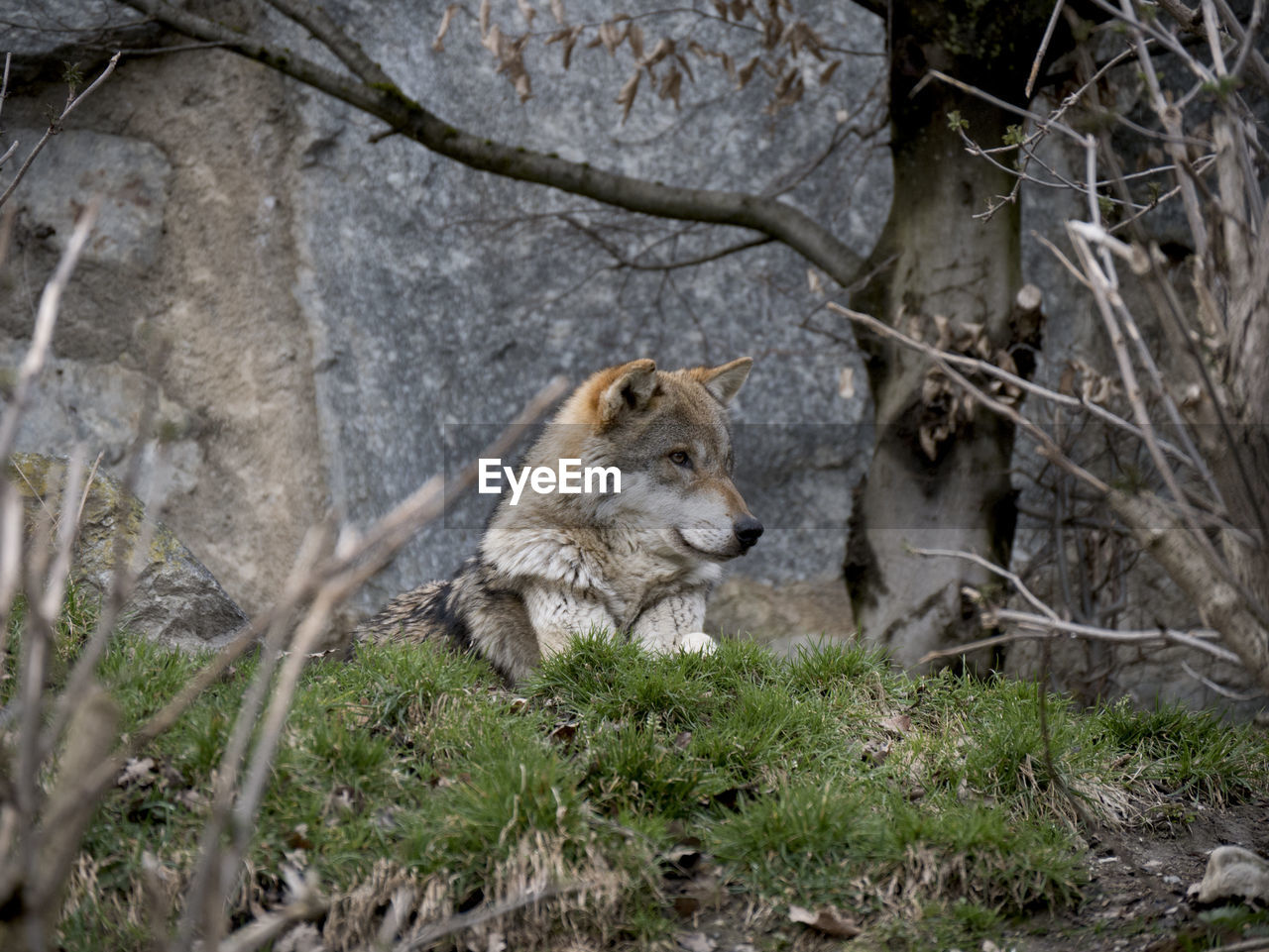 VIEW OF A SQUIRREL