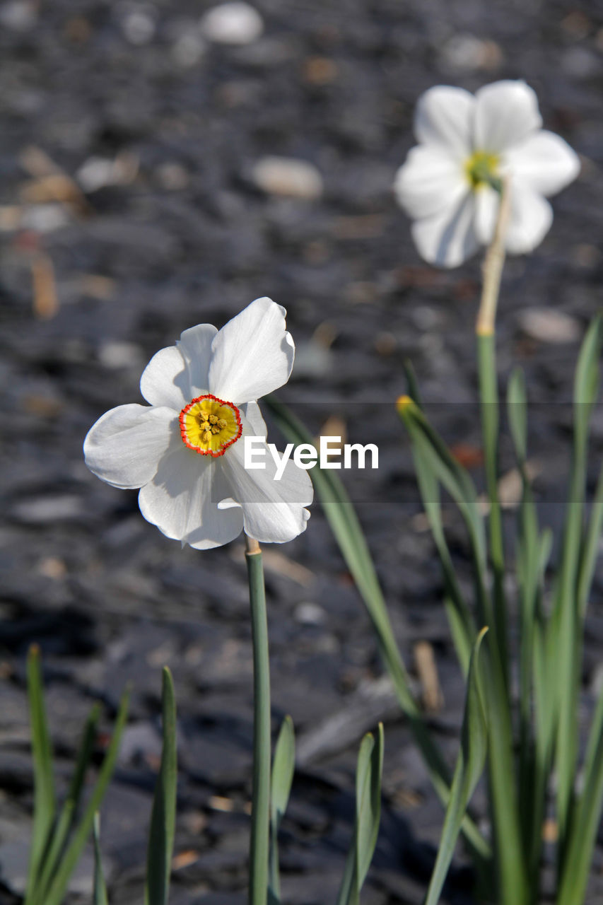 Close-up of white flowers blooming outdoors