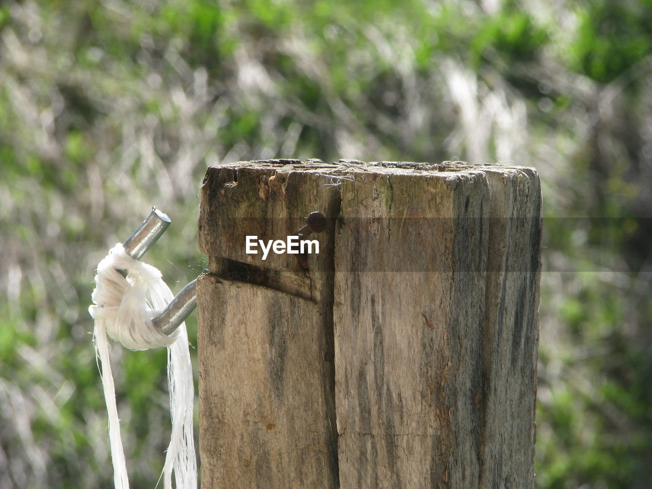CLOSE-UP OF LIZARD ON TREE
