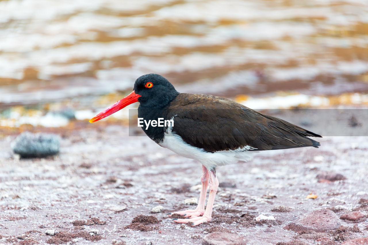 Close-up side view of a bird