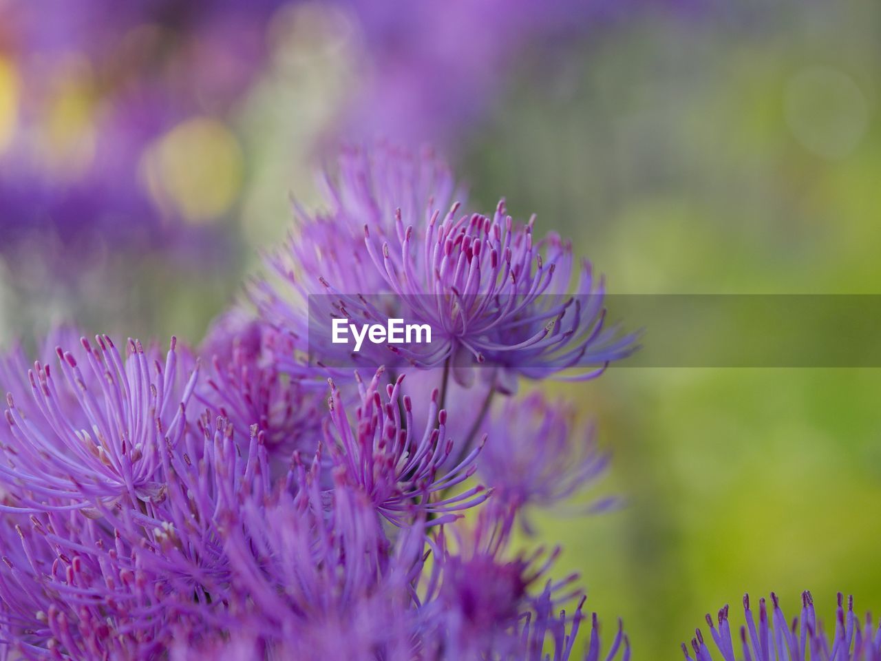 Close-up of purple flowering plant