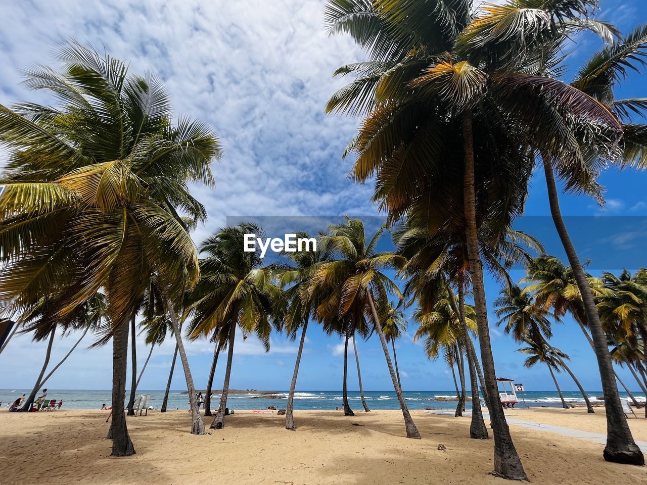 Palm trees on beach against sky