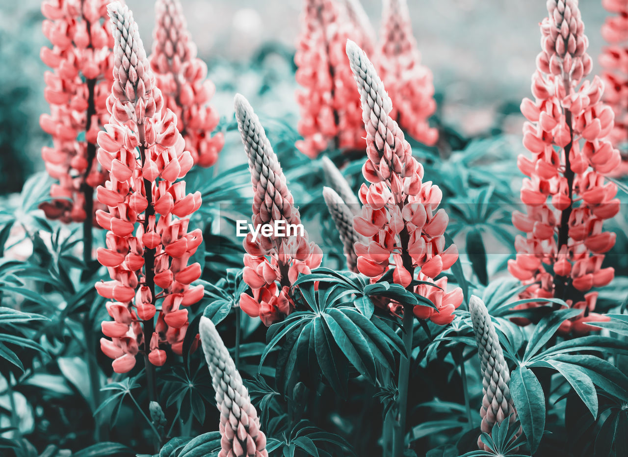 Close-up of red flowering plants