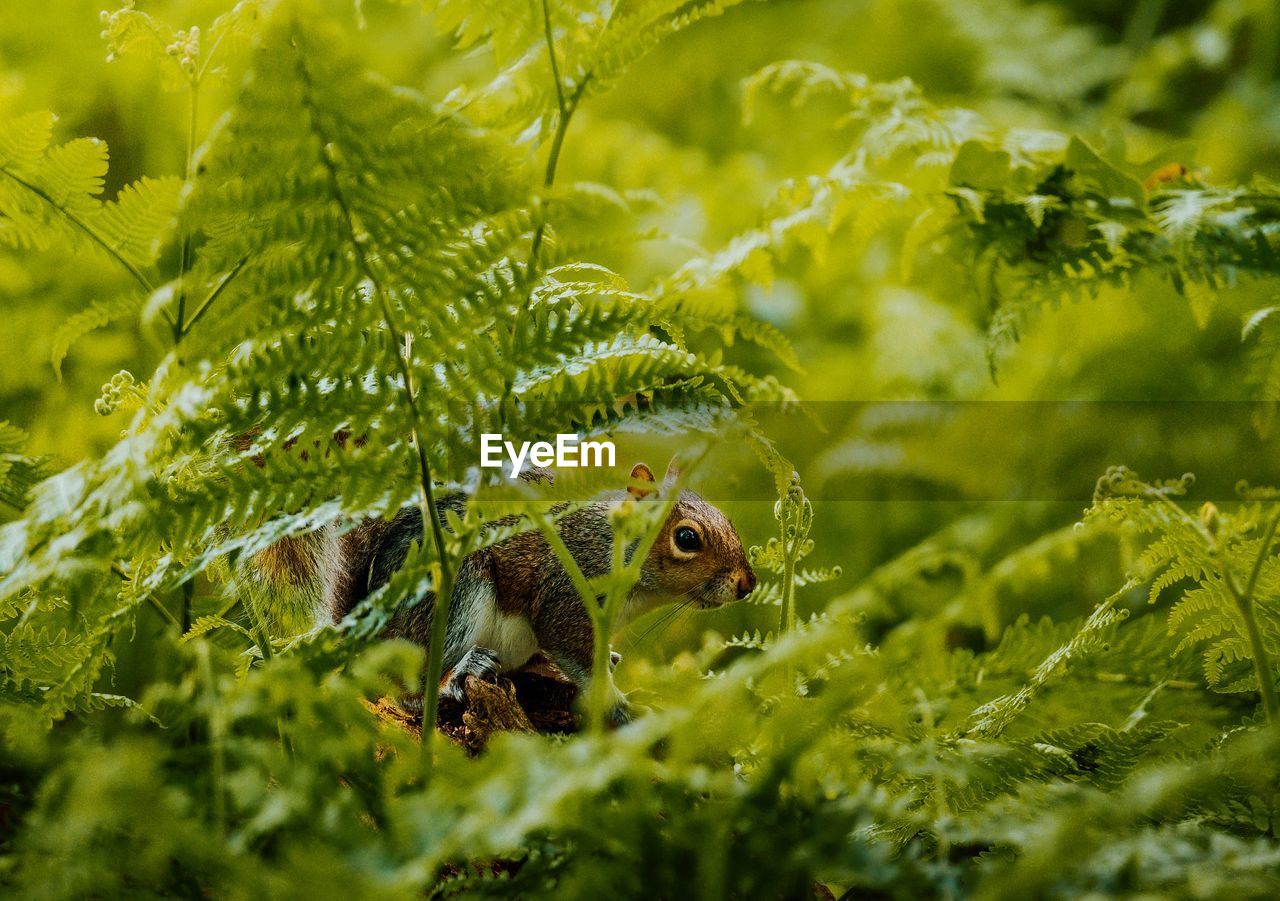 Close-up of a squirrel amongst ferns