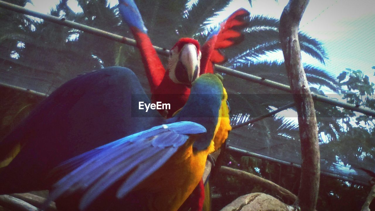 Low angle view of two macaws