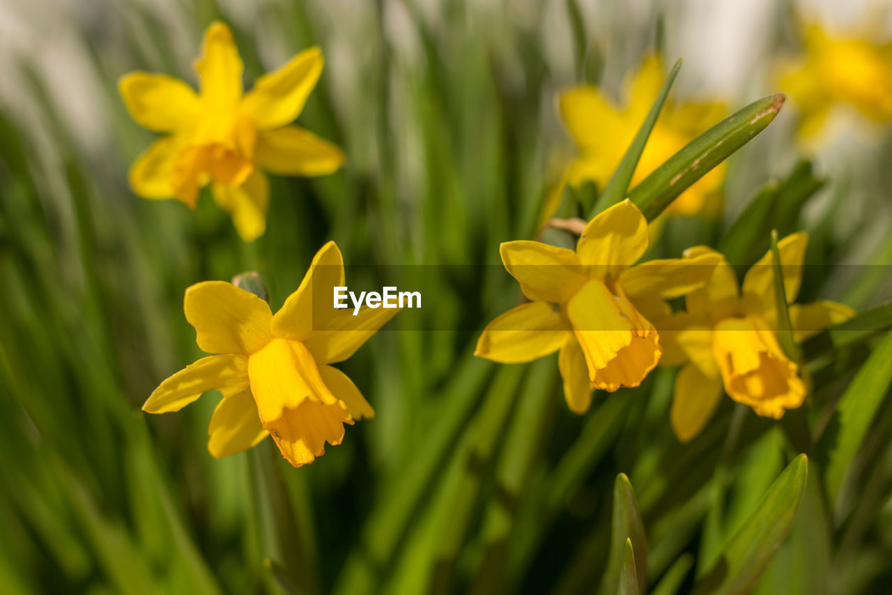 Close-up of yellow daffodil flowers in field