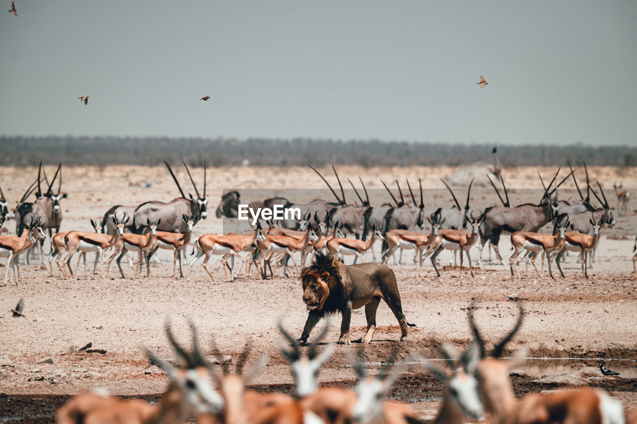 Almost all african animals at the watering hole in etosha national park in namibia