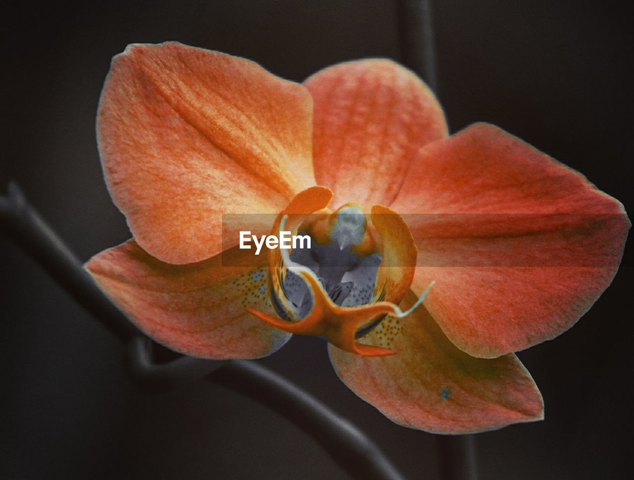 CLOSE-UP OF ORANGE DAY LILY BLOOMING IN BLACK