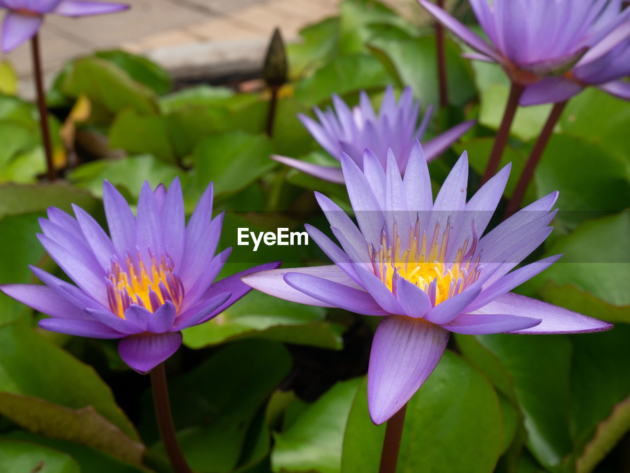 Close-up of purple flowering plant