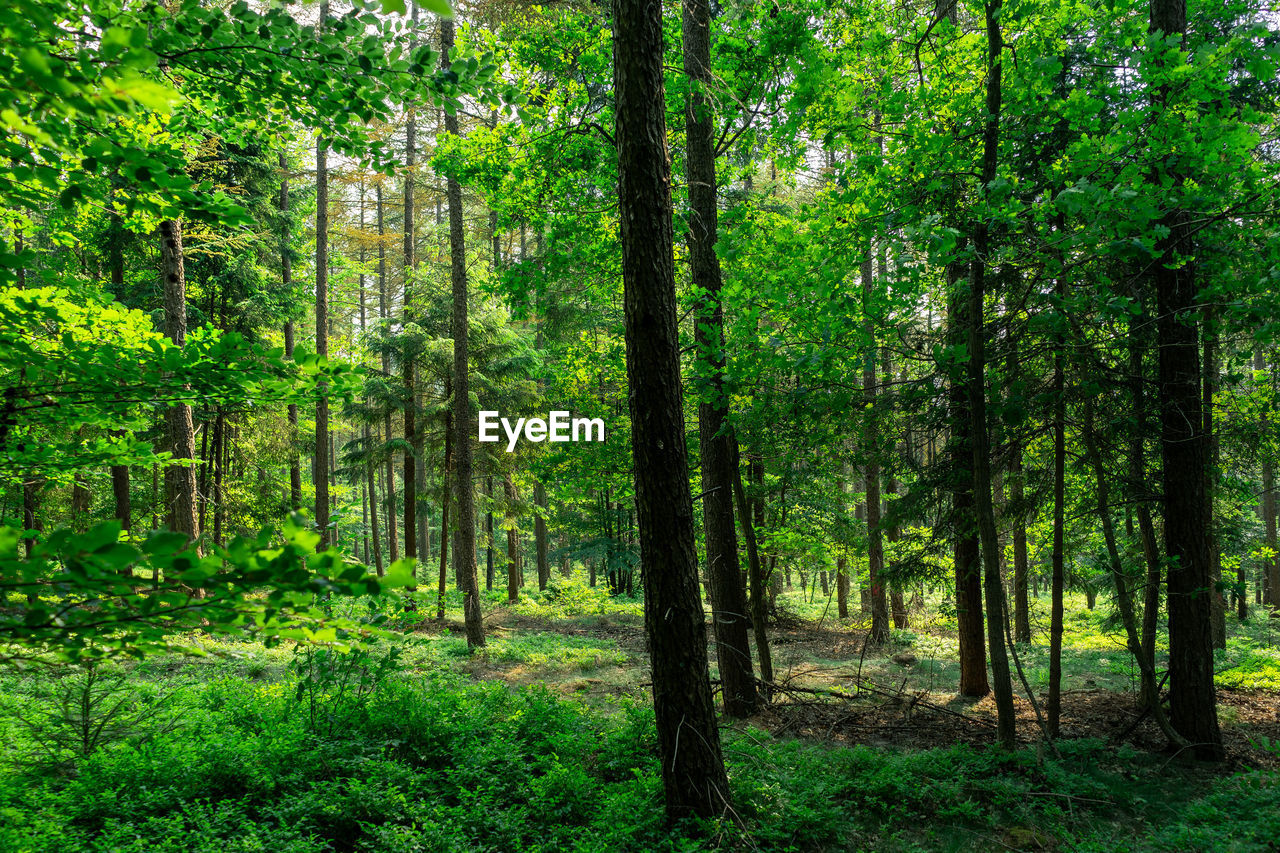 Trees in forest