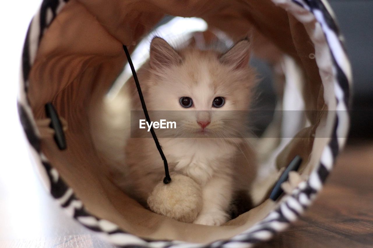 A white siberian cat kitten in a playtunnel 