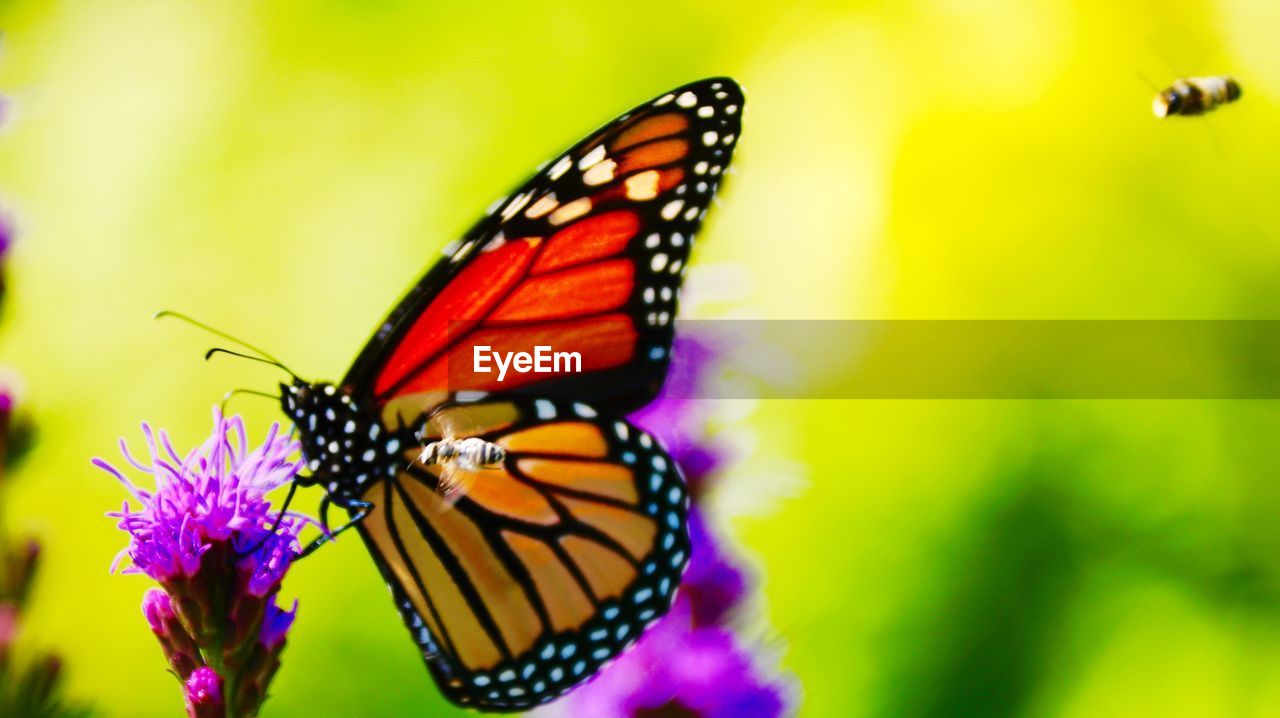 Close-up of butterfly pollinating on flower