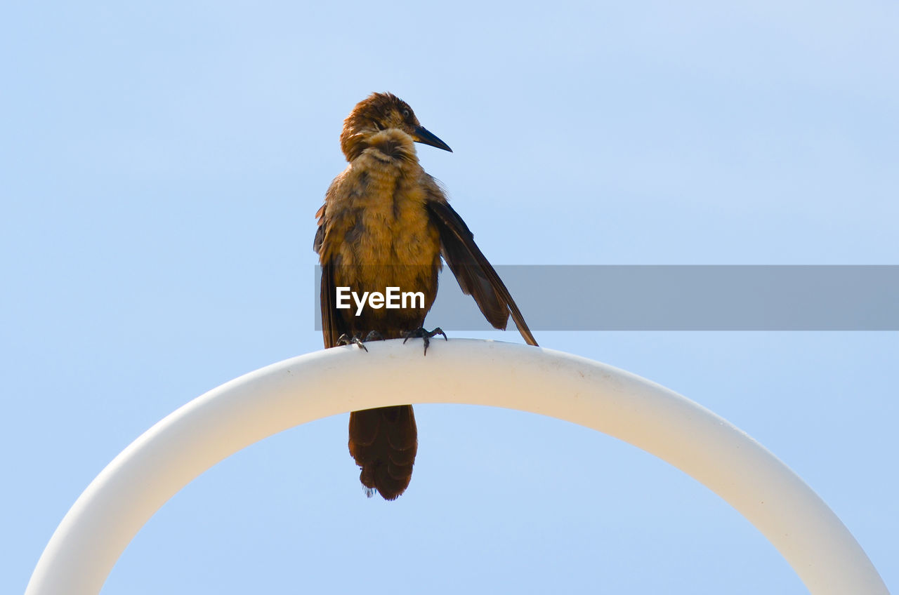 Low angle view of bird perching against clear sky