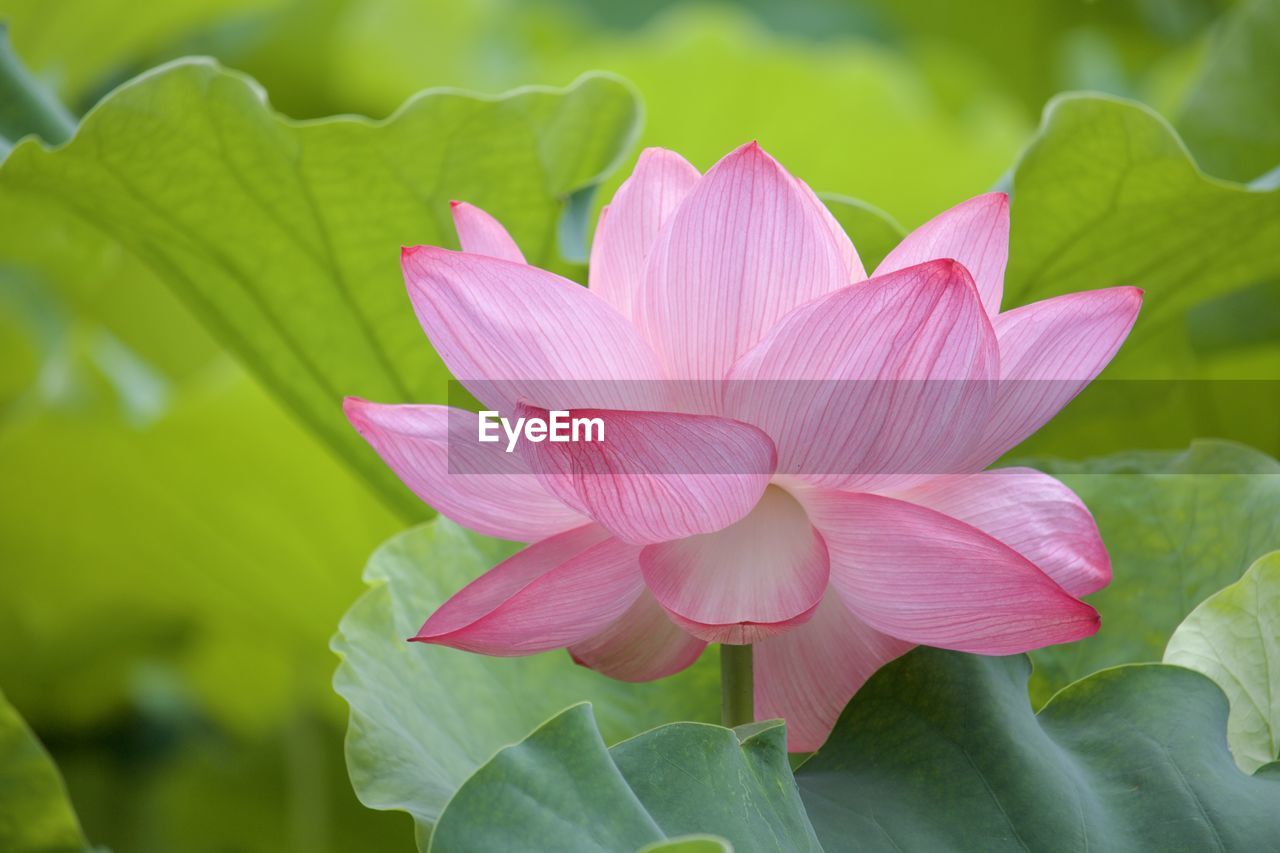 Close-up of purple water lily