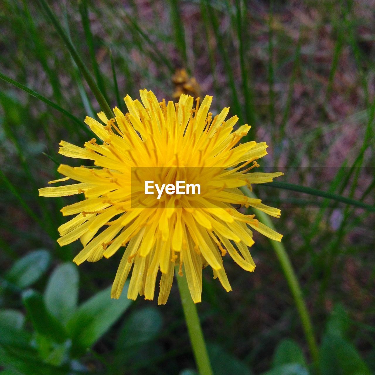 Close-up of yellow flower blooming in park