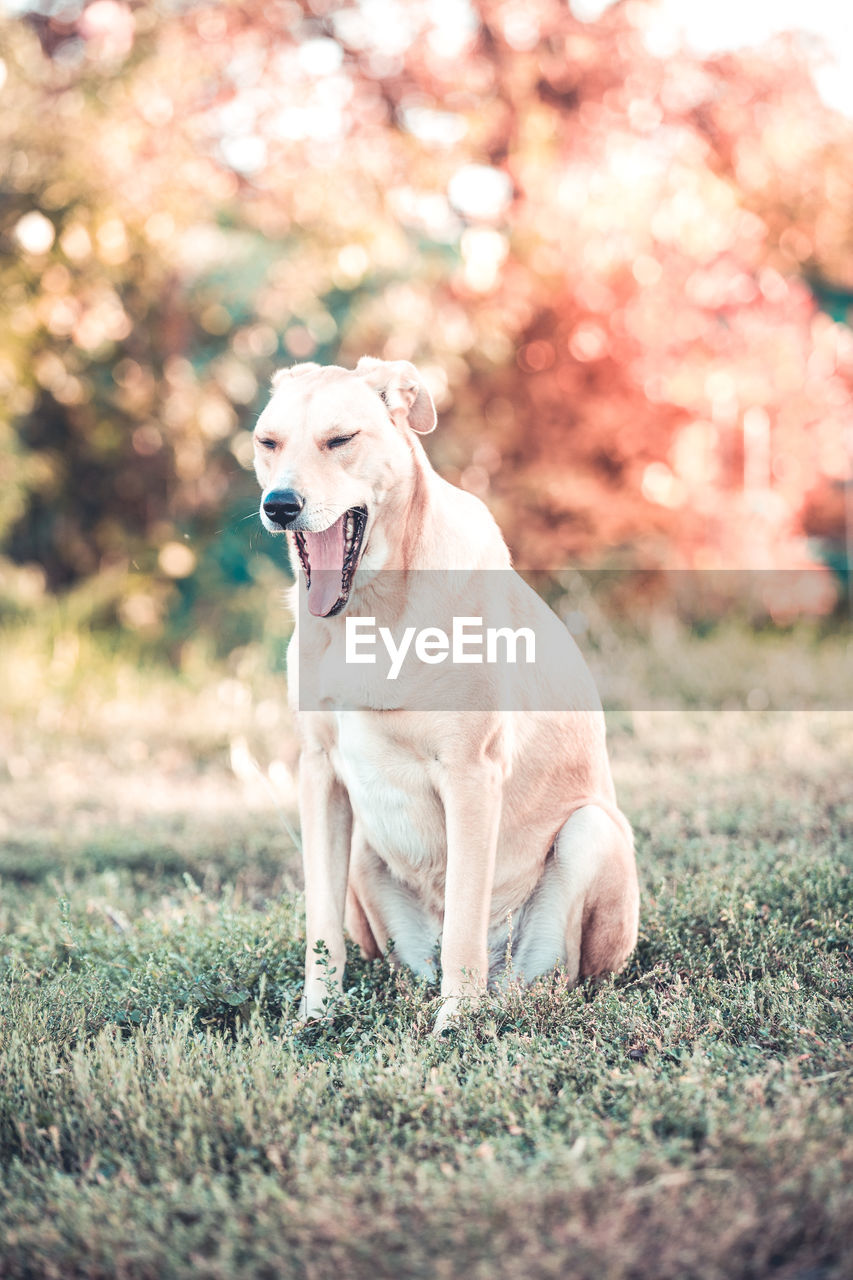 DOG LOOKING AWAY ON FIELD