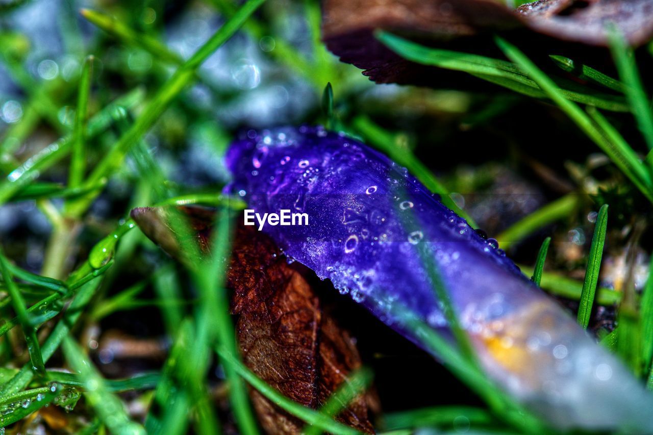 CLOSE-UP OF WATER DROP ON PLANT