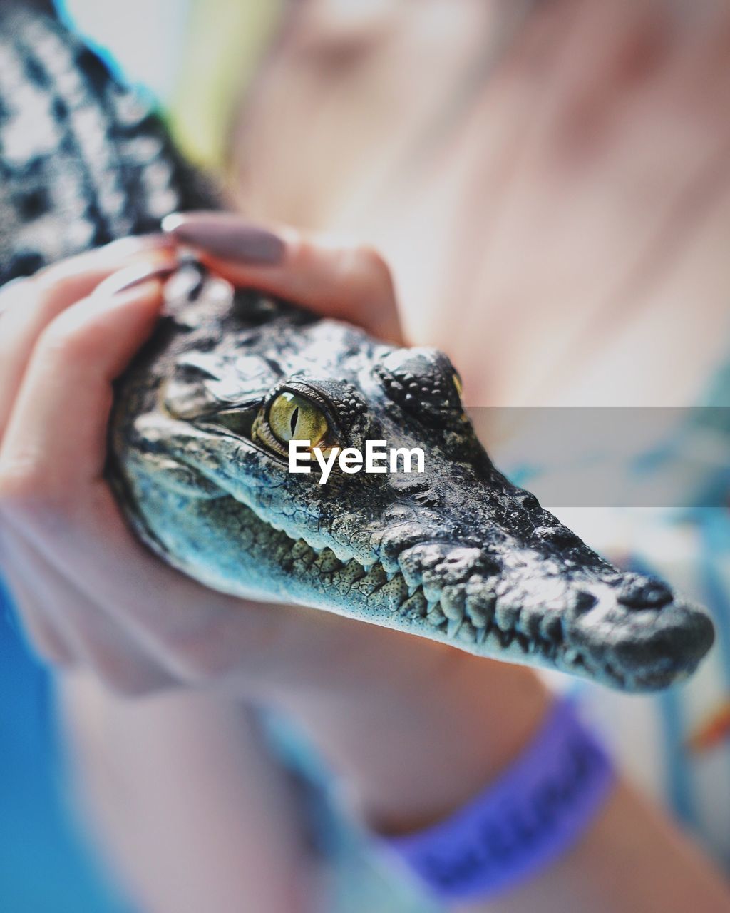 Cropped image of woman holding crocodile