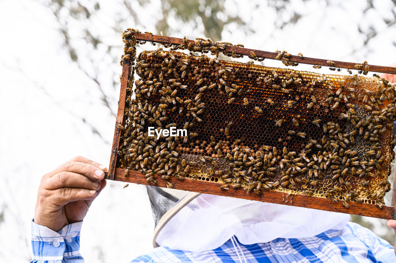 A beekeeper holds a frame with bees. honey production.