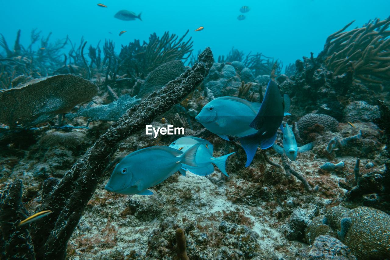 Underwater view with school fish in ocean. sea life in transparent water