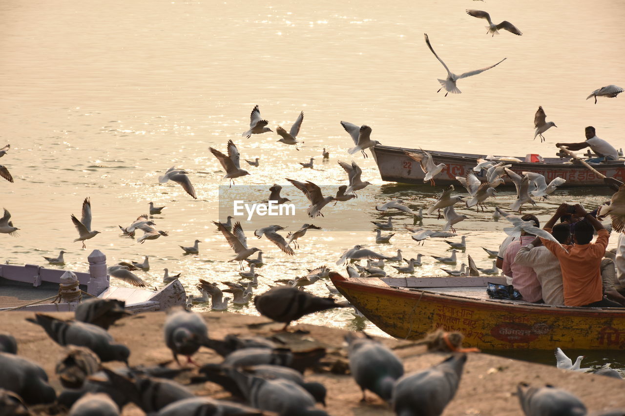 Seagulls in varanasi