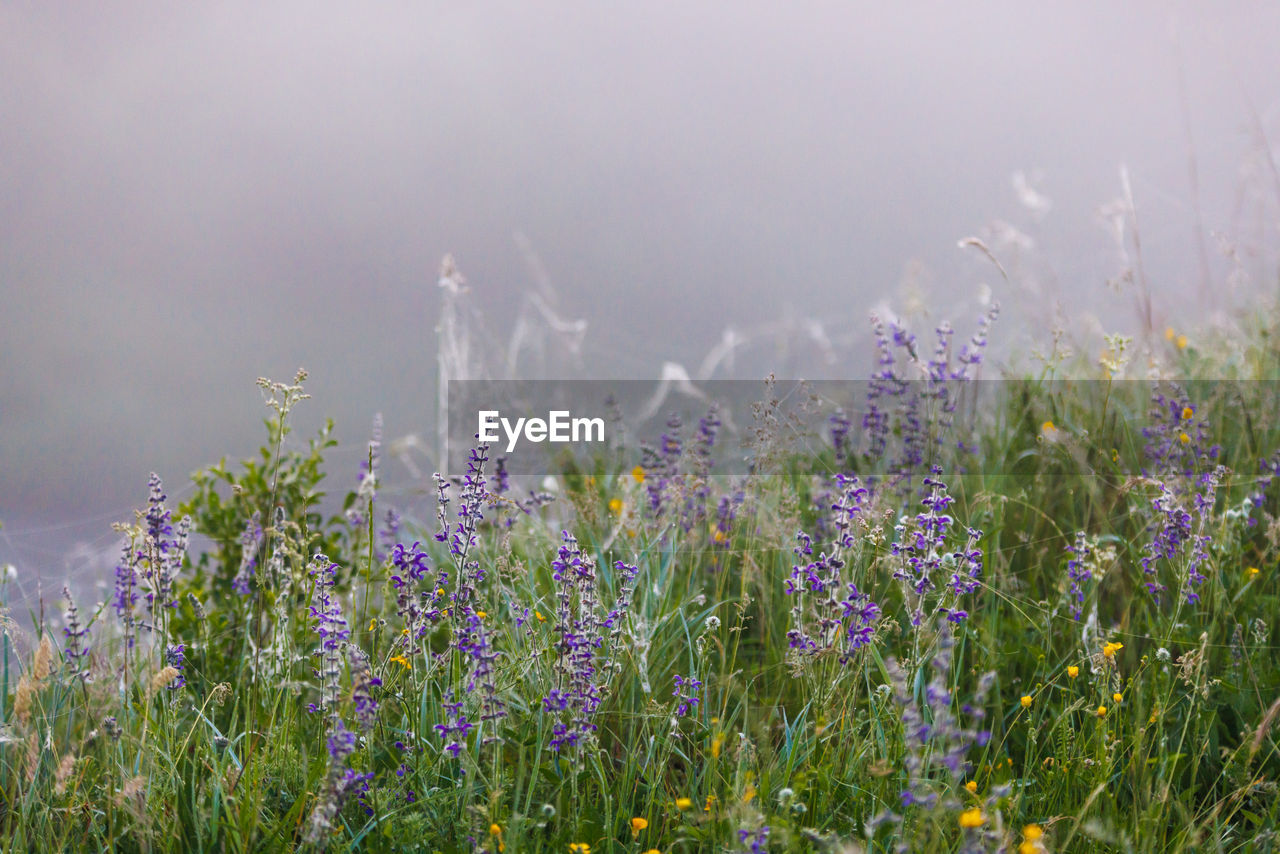 Salvia pratensis, the meadow sage at foggy summer morning field with spider web, closeup