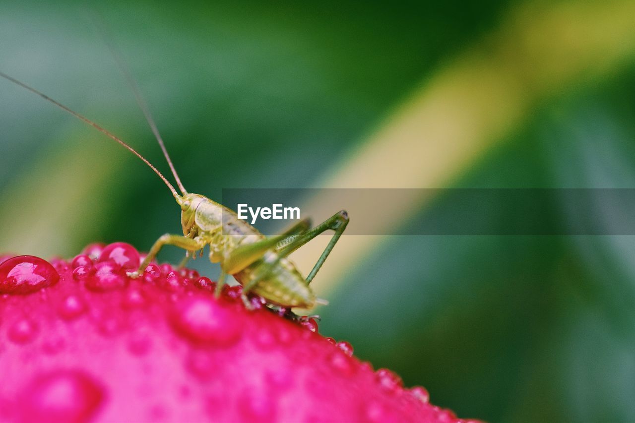 Close-up of insect on flower